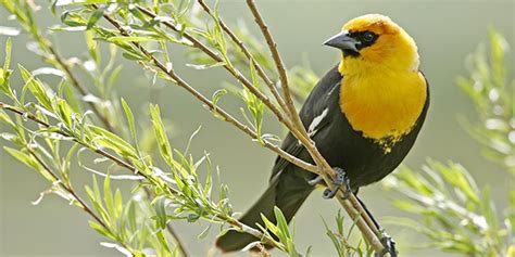 Yellow-Headed Blackbird | National Wildlife Federation