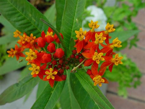 Free picture: small, orange, red flowers