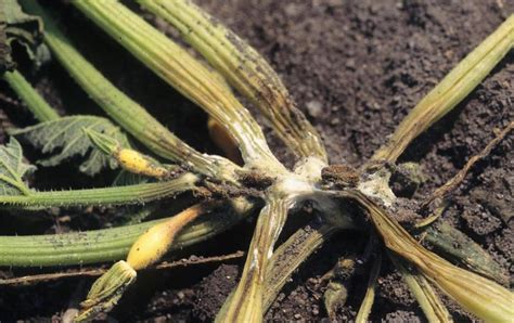 Squash | Diseases and Pests, Description, Uses, Propagation