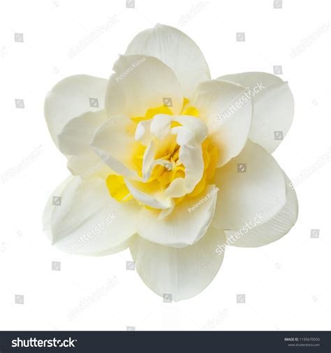 Gentle Yellow Narcissus Flower Isolated On Stock Photo 1195670050 | Shutterstock