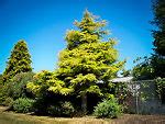 Golden Atlas Cedar Trees For Sale Online | The Tree Center