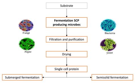 Sustainability | Free Full-Text | Single Cell Protein: A Potential Substitute in Human and ...