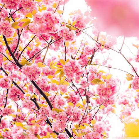Japanese Cherry Blossom Wallpaper (71+ images)