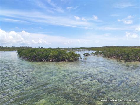 Bonefish Pond National Park Nassau-Crystal clear mangrove park - eNidhi India Travel Blog