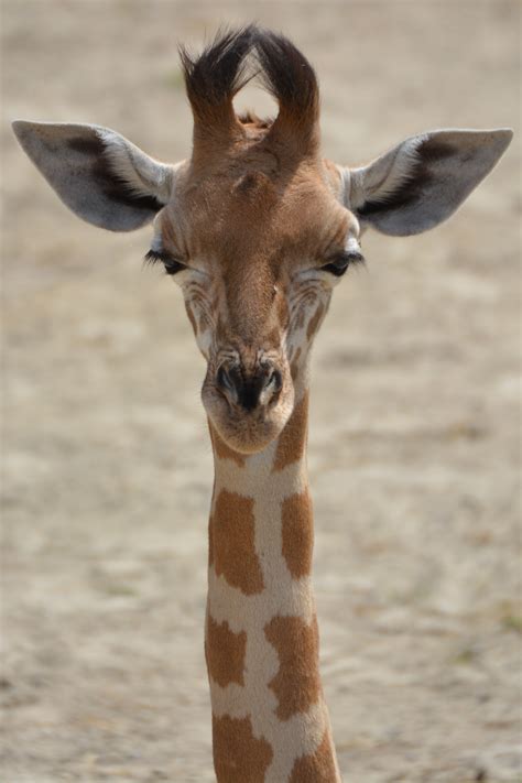 Free Images : animal, wildlife, zoo, mammal, fauna, giraffe, neck, vertebrate, safari ...