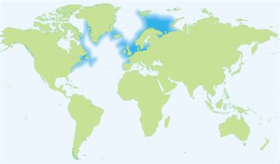 Ecology - The Atlantic Sturgeon