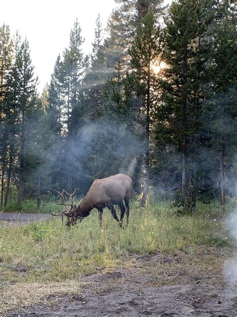 Camping at Yellowstone National Park U.S. : r/camping