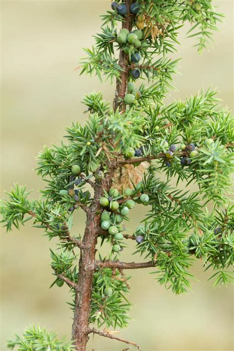 Common Juniper, Juniperus Communis Twig With Berries Stock Image - Image of pinales, color ...