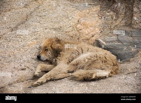 Tibetan Mastiff or Canis lupus familiaris dog sleeping relax on floor in Leh Ladakh village in ...