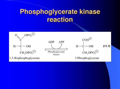 PPT - Glycolysis PowerPoint Presentation, free download - ID:4023150