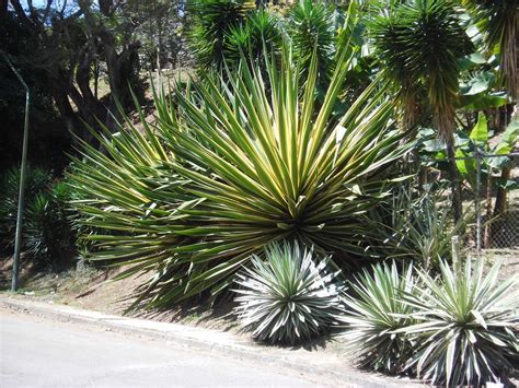 Agave angustifolia variegata