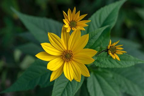 Topinambur pflanzen: Anbau im eigenen Garten - Plantura