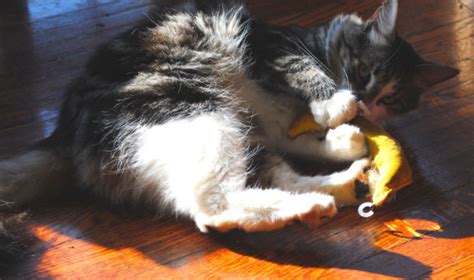 4 Killer Things To Know About Cats Eating Bananas - Pets Info Center