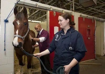 Horse Veterinarian Salary