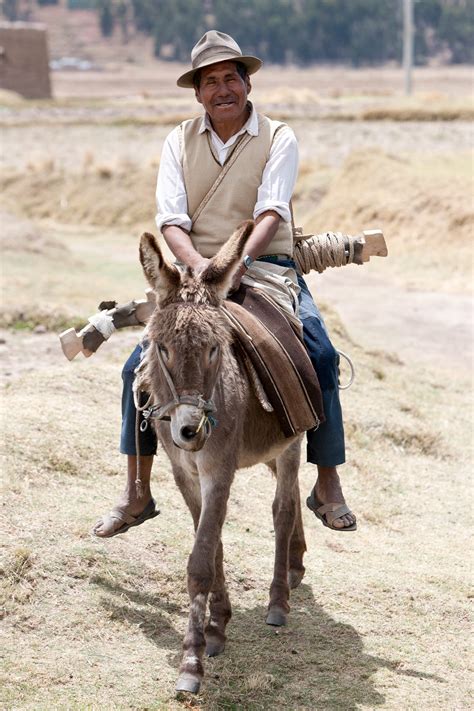 Riding a Donkey - IMB