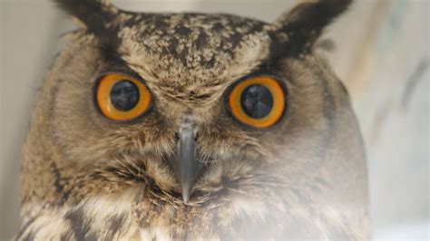 #amimals #animal #brown #eye #owl #owpictures #zoo | Animals, Owl, Zoo