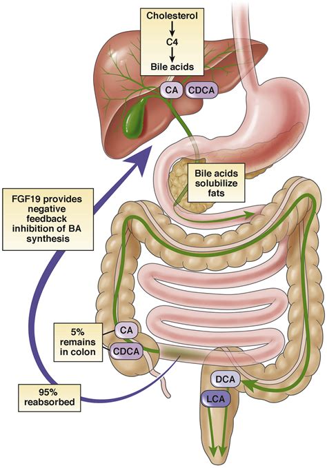 Canadian Association of Gastroenterology Clinical Practice Guideline on the Management of Bile ...