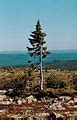 Category:Old Tjikko – Wikimedia Commons