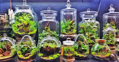 How To Make A Moss Garden In A Jar - Garden Likes