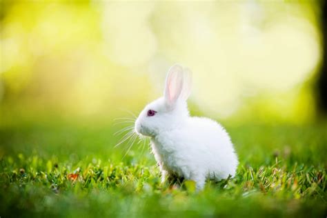 Rabbit Wallpapers - Top Free Rabbit Backgrounds - WallpaperAccess