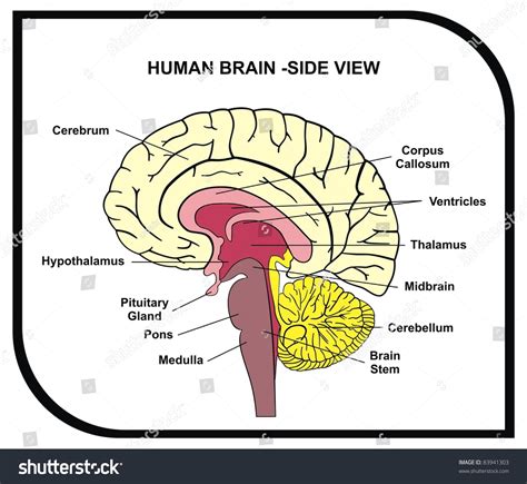 Human Brain Diagram - Side View With Parts ( Cerebrum, Hypothalamus, Thalamus, Pituitary Gland ...