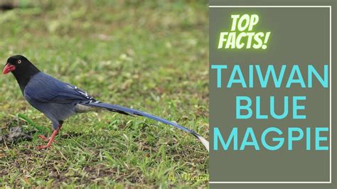 Taiwan Blue Magpie facts 🦜 Taiwan Magpie 🦜 Formosan Blue Magpie 🦜 "Long ...