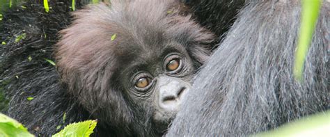 Rwanda Gorilla Safari – 5 Days - Adventure Consults Ltd