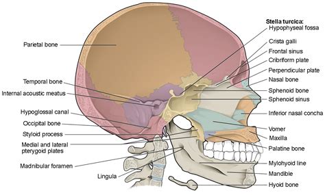 The Skull | Anatomy and Physiology I