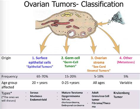 Granulosa cell tumor causes, symptoms, diagnosis, staging, treatment & prognosis