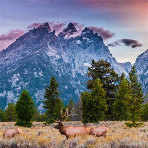 Elk Hunting Seasons in Colorado • Primal Pioneer