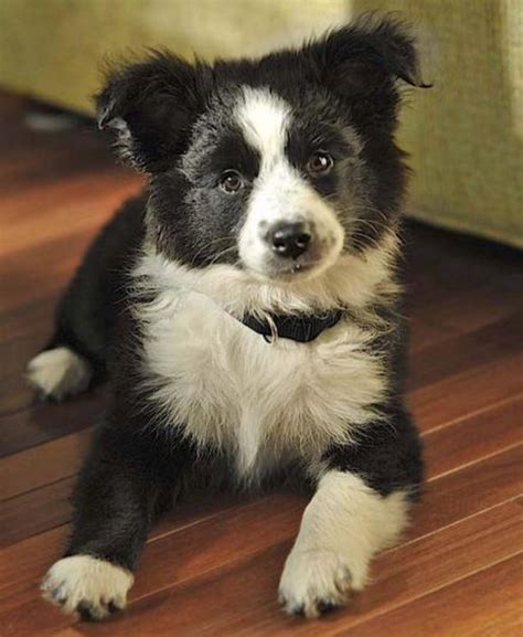 Australian Shepherd Mix Puppies Az | matthewmcewen