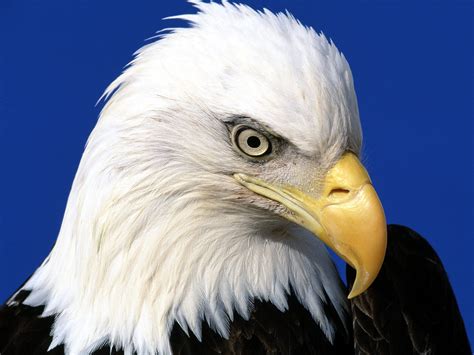 Bald eagle bird wallpaper | 1600x1200 | #11549