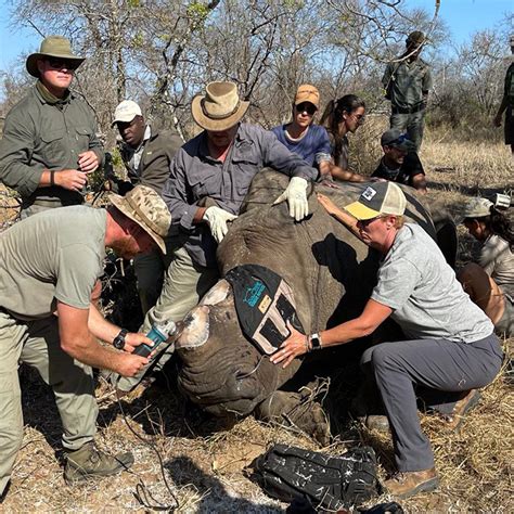 Black Rhino Conservation Efforts - Pelorus Foundation