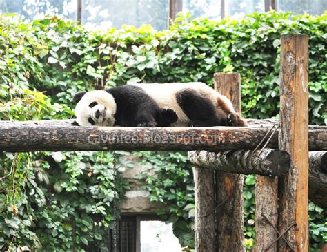 Entree Kibbles: Giant Panda House (大熊猫馆) - Part of the 500 RMB Option Tours @ Beijing Zoo [北京动物园]