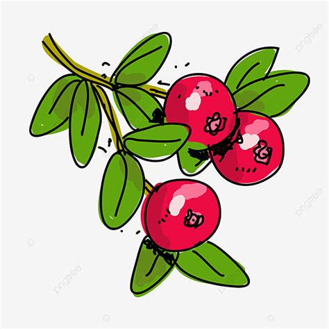 Cranberries Clipart Vector, Cranberry, Fruit Trees, Red Fruit, Plant PNG Image For Free Download