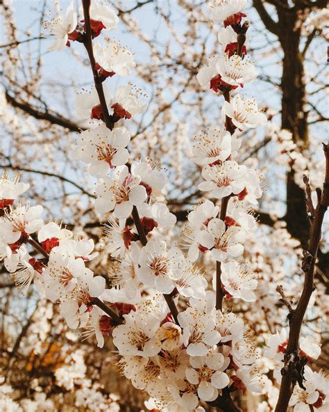 White and Red Cherry Blossom Tree · Free Stock Photo