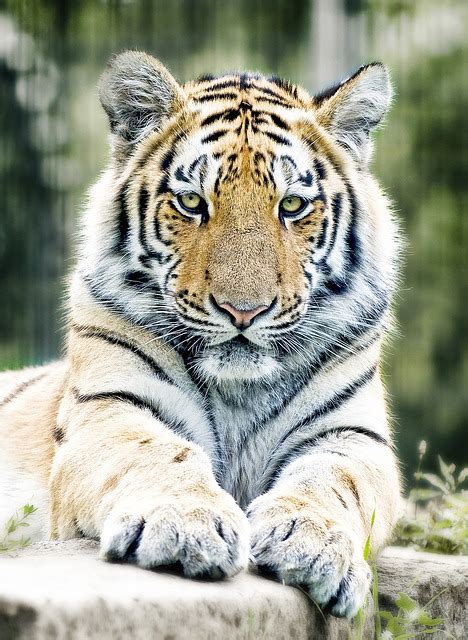 Tiger Siberian Big Cat - Free photo on Pixabay