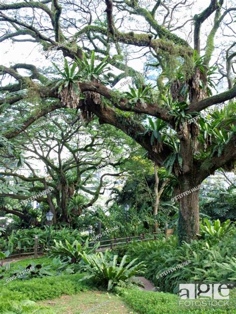 Rain Tree Singapore : The Ten Common Trees In Singapore Addgrainonearth ...