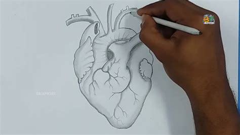 How To Draw A Real Heart