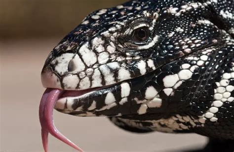 Tegu Lizard - Description, Habitat, Image, Diet, and Interesting Facts