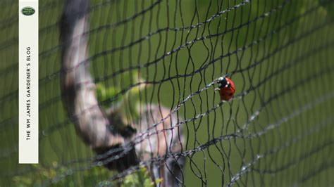 How Plant Protection Netting Can Revitalise Your Allotment | A Veg Gardeners Guide | WM James & Co.