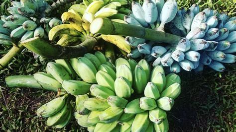 BLUE BANANAS! Where to get them, how to grow