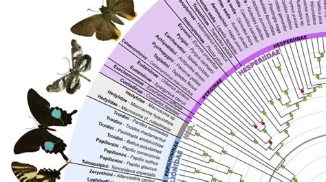 Scientists Reveal the Most Comprehensive Map of Butterfly Evolution ...