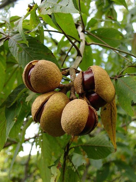 Ohio buckeyes, Buckeye tree, Ohio buckeye tree