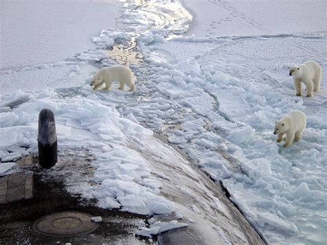 File:Polar bears near north pole.jpg - Wikimedia Commons