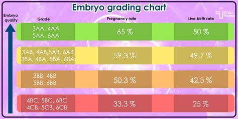 Everything about Embryo Grading