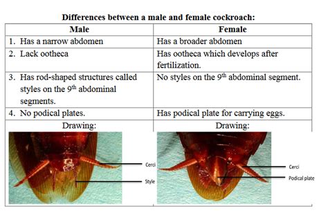 COCKROACH - revisionug.com