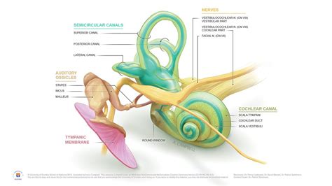 Anatomy of the Inner Ear by Annie Campbell | © University of… | Flickr