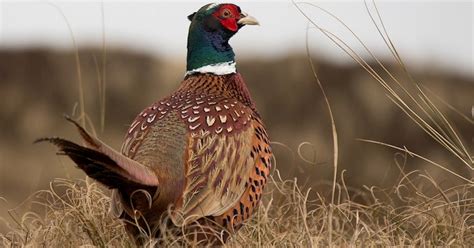 2017 Wisconsin Ring-Necked Pheasant Season Opens Oct. 14 | Recent News ...