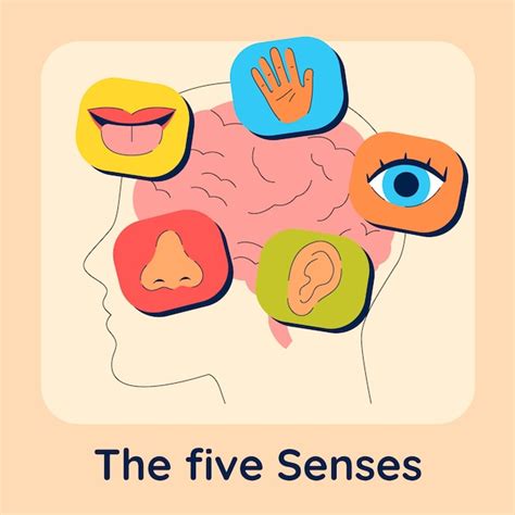 Free Vector | Hand drawn 5 senses illustration